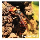 Asian Giant Hornet Photo