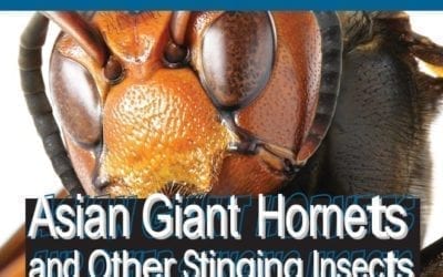 Asian Hornet Insect Close-Up