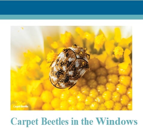 Carpet Beetles Pest Image