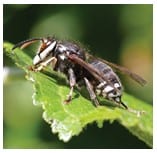 Bald-Faced Hornets on Nest