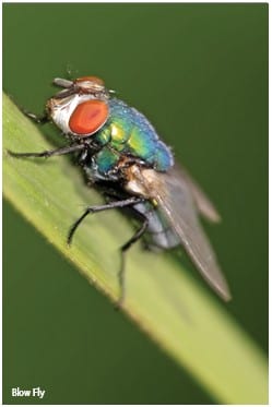 Blow Fly Insect Macro Shot