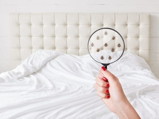 Inspecting a Mattress for Bed Bugs 