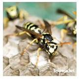 Yellowjacket Wasp Close-Up
