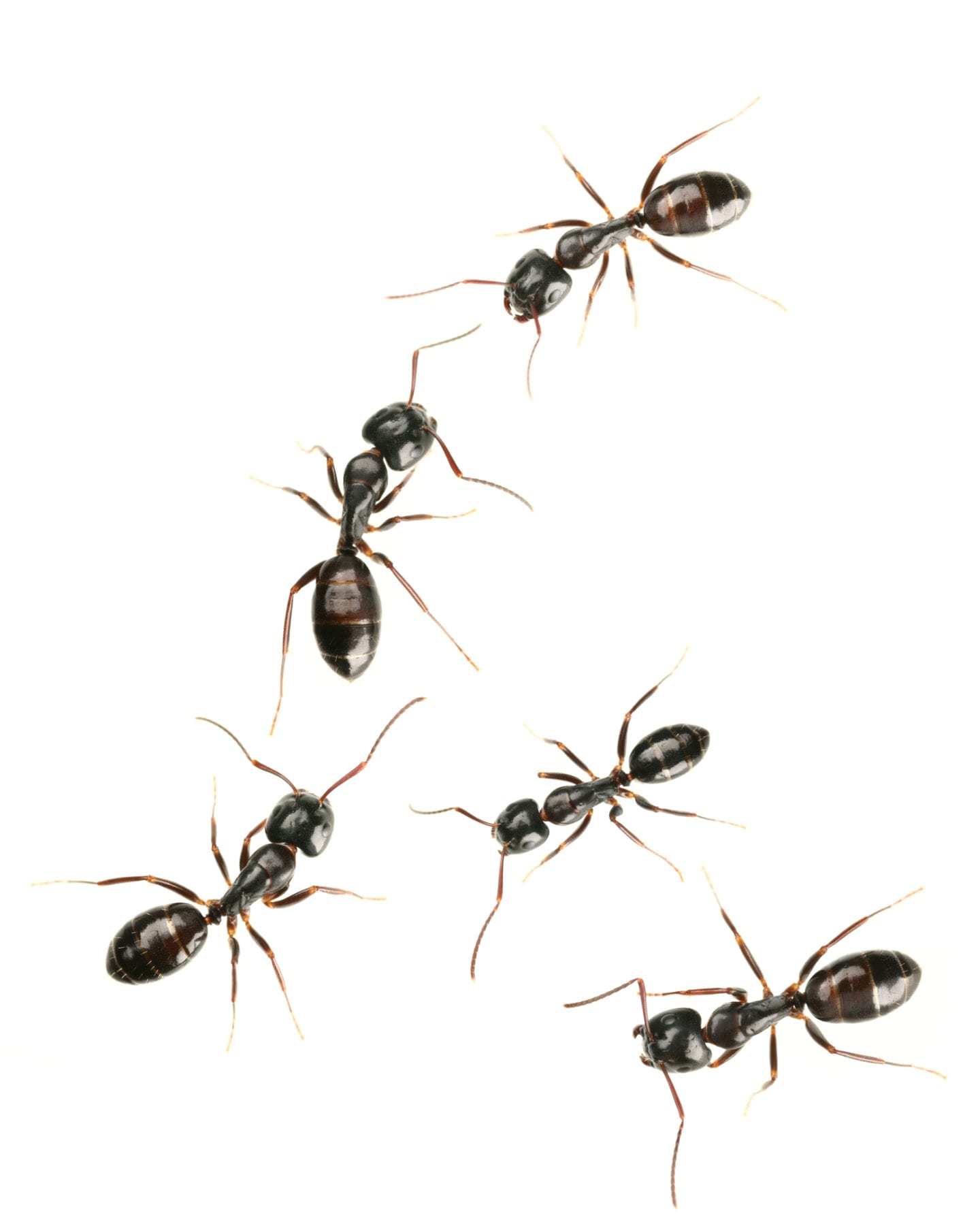 Ants Summer Pest
