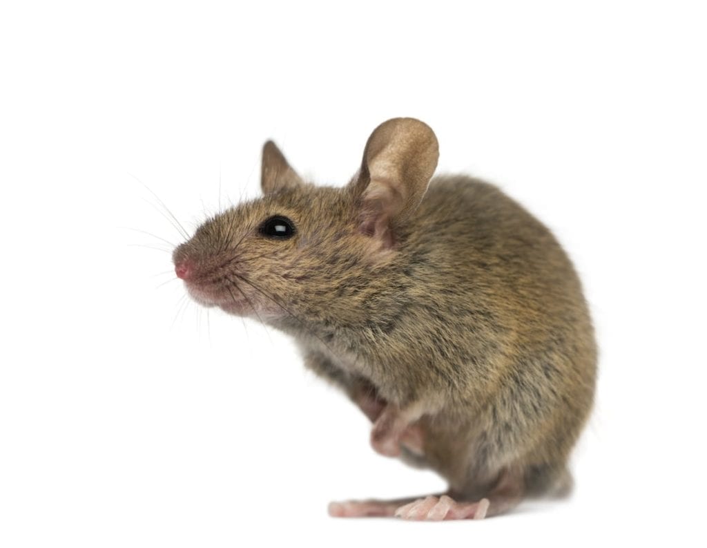 House Mouse A brown house mouse sits on its hind legs against a white background, one front paw raised and whiskers visible—a reminder during Rodent Awareness Week: How to Keep Rodents Out of your home.