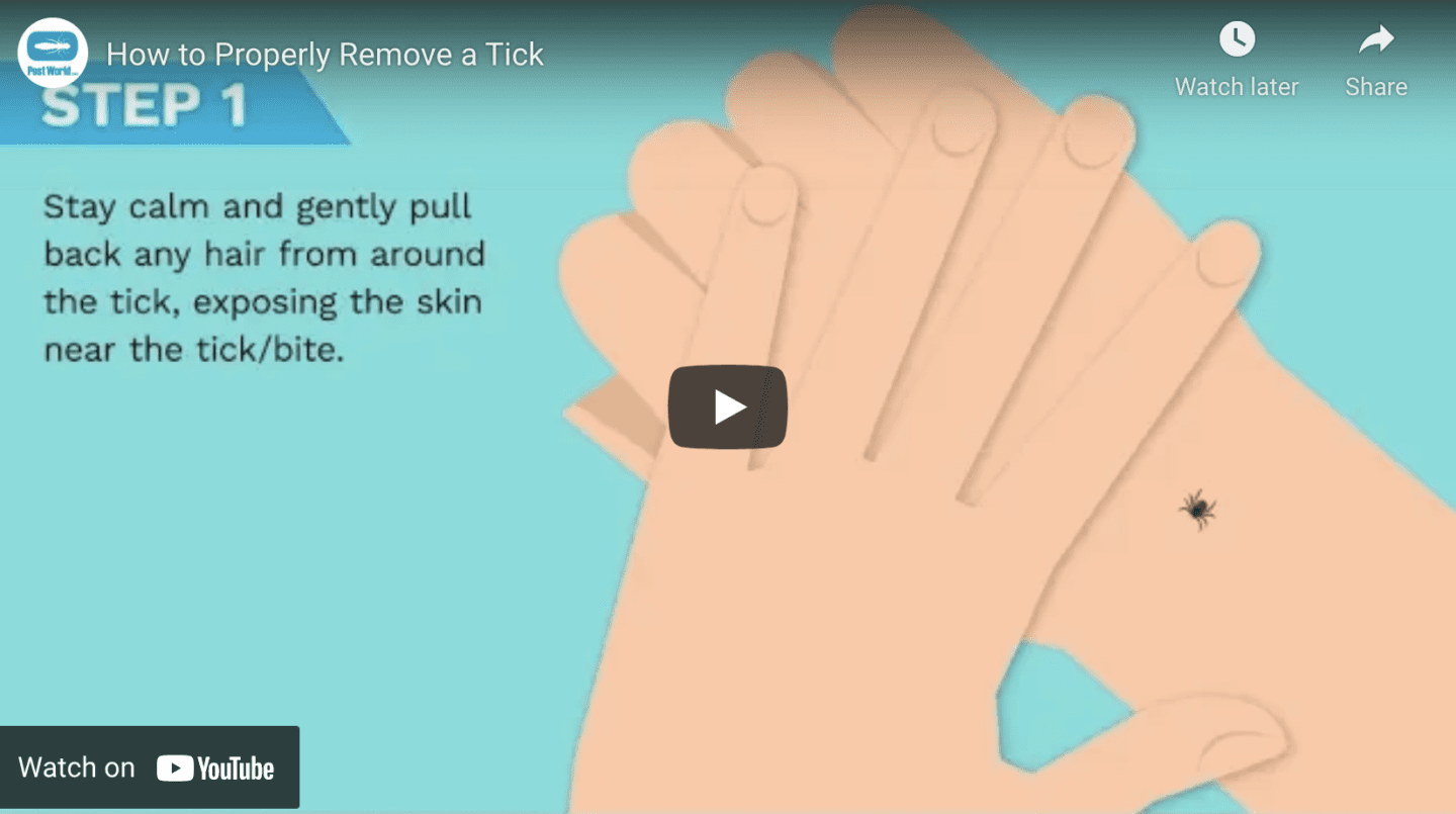Illustration of hands pulling back hair near a tick on skin, with step 1 instructions for tick removal displayed on a blue background—perfect for promoting tick awareness week.