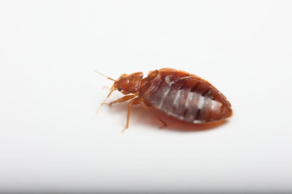 Bedbug on White Background