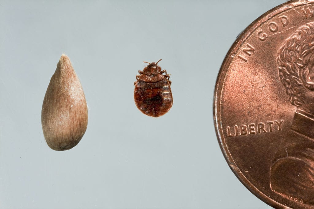A bed bug, a penny, and a seed are shown side by side against a plain background for size comparison—helpful for identifying early signs of bed bug infestations.