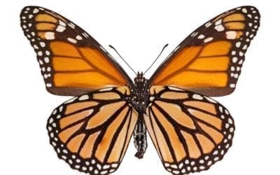 pollinator