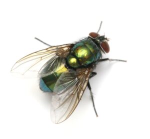 close up of house fly from Rose Pest Solutions Summer Pest