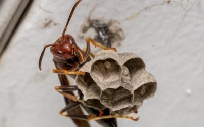 Rose Pest Solutions Paper Wasp Nests control services 