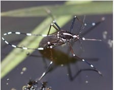 Rose Pest Solutions Mosquitos control services