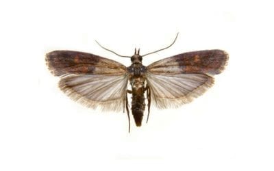 pollinator Moths Local Pollinators! 7 Pollinators That You Should Know