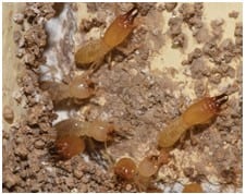 Rose Pest Solutions Termites control services