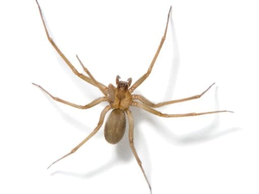 close up of brown recluse spiders to worry about