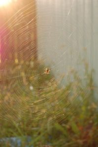 Garden Orb Weaver Spider on Web