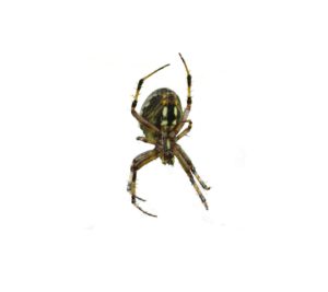 The Orb Weaver Spider The Orb Weaver Spider
