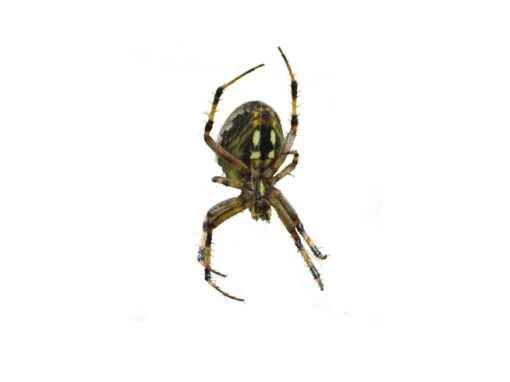 A orb weaver spider found in Chicago, IL.