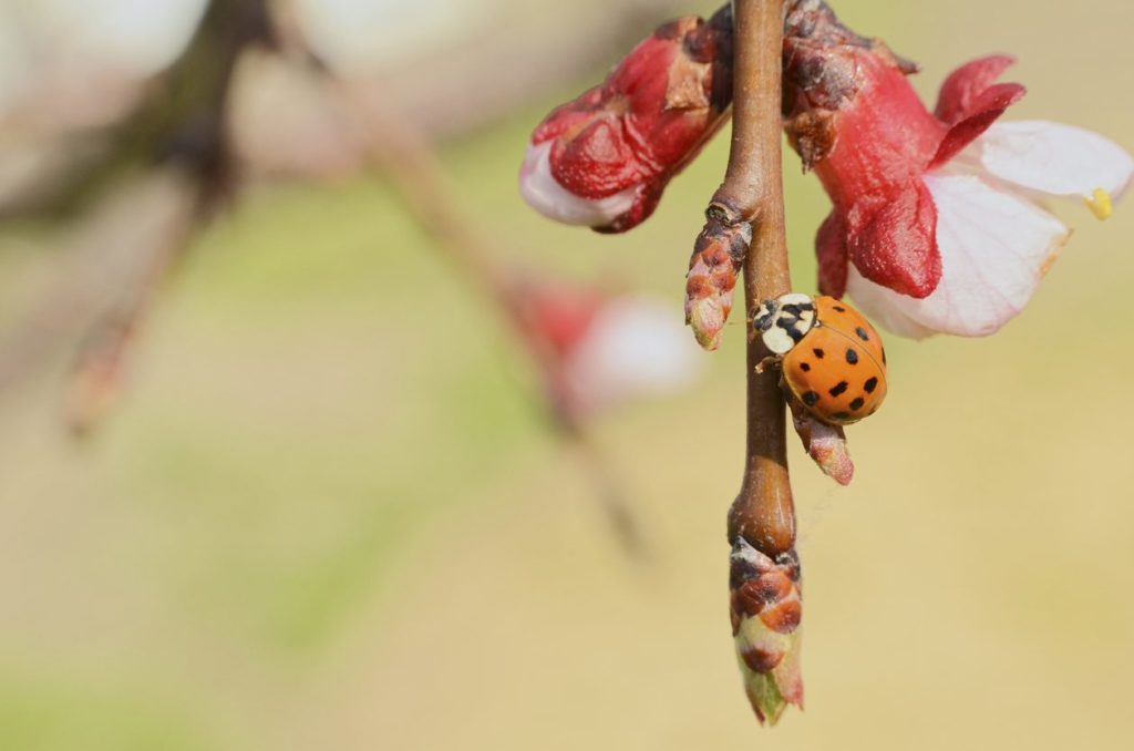 Asian Lady Beetle on Apple Blossom