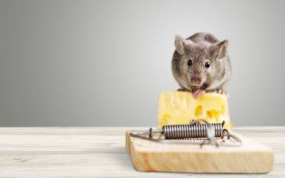 Is It Just One Mouse or a Whole Infestation?