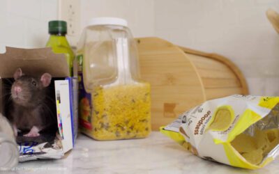Pantry pest prevention guide showing common pantry pests and prevention tips