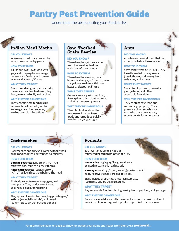 An infographic titled "Pantry Pest Prevention Guide" with images & facts about grain beetles, ants, & cockroaches