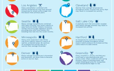 Signs of Termite Infestation: Myths vs. Facts