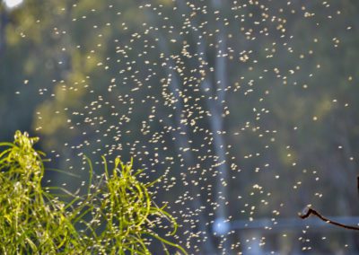 A swarm of small flying insects, likely midges, is visible above green plants with blurred trees in the background.
