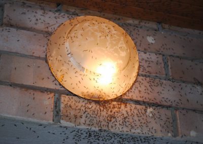 A round wall light fixture mounted on brick, surrounded by a large number of midges and other small flying insects attracted to the glow.
