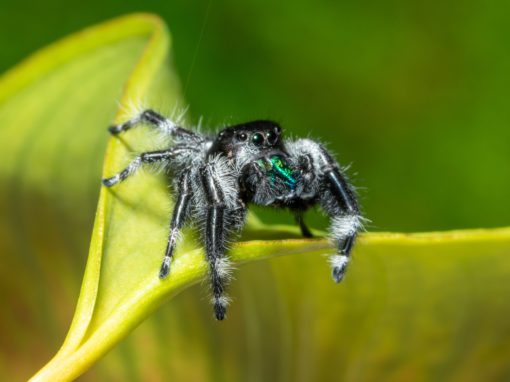 Rose Pest Solutions Jumping Spider control services