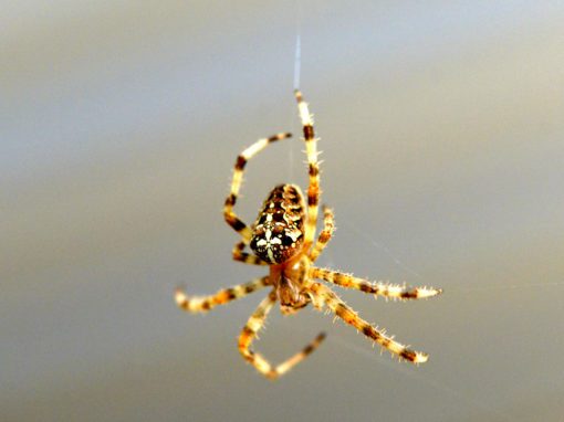 Rose Pest Solutions Orb Weaver control services