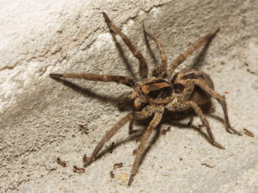Rose Pest Solutions Wolf Spider control services Are all spiders dangerous