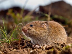 Close-up view of mouse in grass and soil, a common rodent pest in outdoor areas