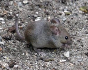 A small brown mouse with large ears and a long tail stands on rough, gravelly ground, making you wonder—are mice really that bad?.