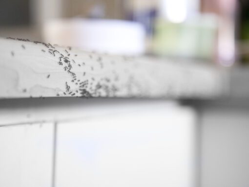 Rose Pest Solutions ant control services