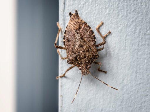 Rose Pest Solutions Stink Bugs control services