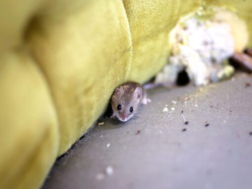 mouse living under couch cushion with droppings and stuffing pulled out