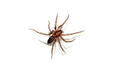 wolf spider