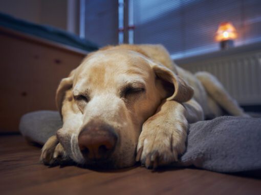 A Dog Sleeping Peacefully on a Dog Bed