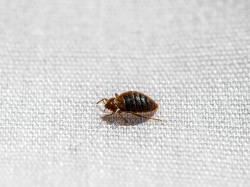 A Bed Bug