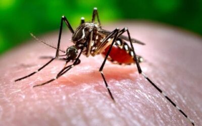10 Essential Tips to Prepare Your Yard for Mosquito Season
