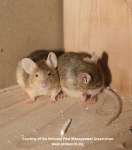 Mouse Pest Control Service in the Chicago and Rockford DMA