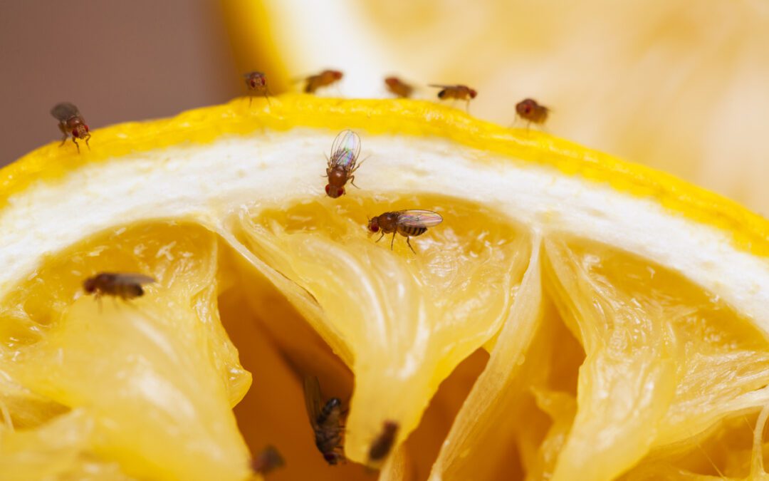 Small Fly Solutions