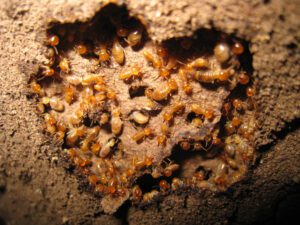 A close-up view of numerous termites clustering together inside a tunnel within a piece of wood, revealing clear signs of termites at work.