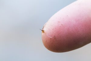 what a honey bee sting looks like