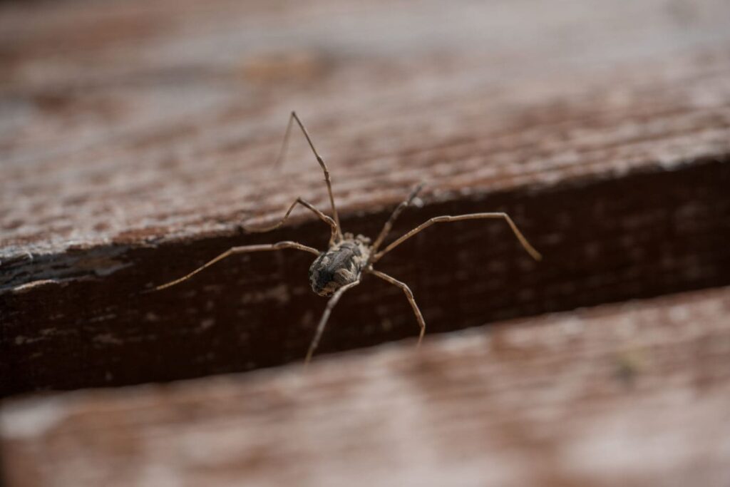 Spider crawling up a wall of a house in USA Are all spiders dangerous