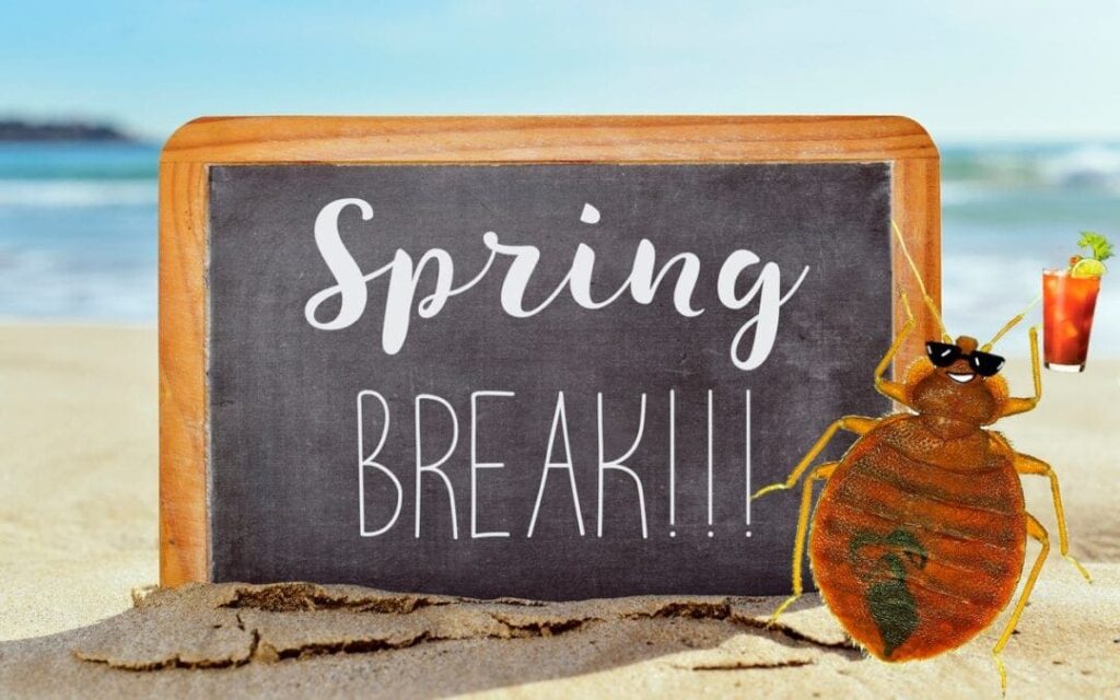 Termite and a chalkboard that says sprink break vacation for people in USA