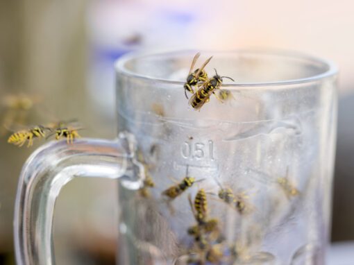 Wasps Like Beer Pest Control Service in the Chicago and Rockford DMA