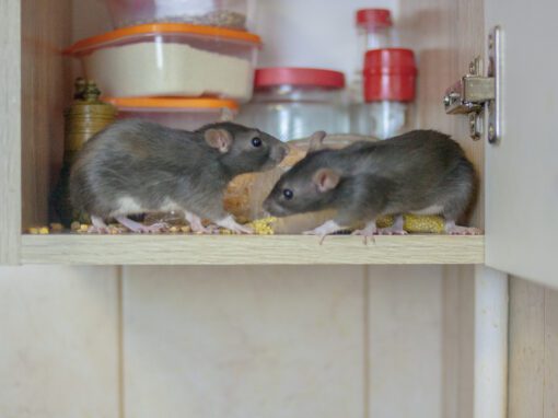destruction of food stocks