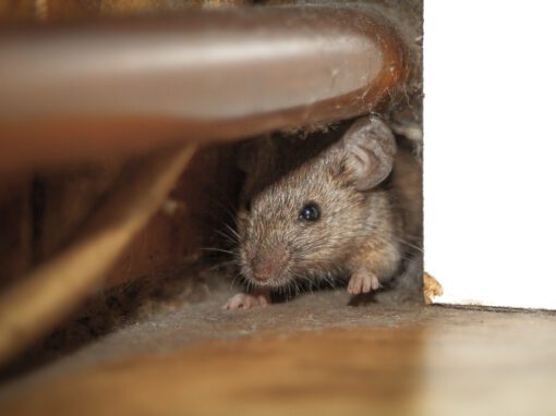 Mouse rodent removal services in Chicago, IL